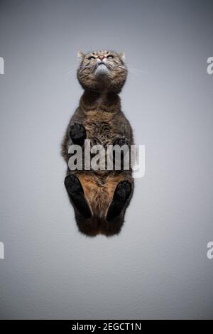 Bodenansicht einer gestromten Kurzhaarkatze, die auf Transparent steht Glastisch schaut neugierig mit Kopierer Platz Stockfoto