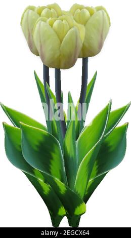 Gelber Tulpenstrauß. Isolierte Vektor Blume Bündel. Frische realistische 3D Blume mit grünem Laub aus den Niederlanden. Geschenk Zum Muttertag. Elegante Co. Mit Blumenmuster Stock Vektor