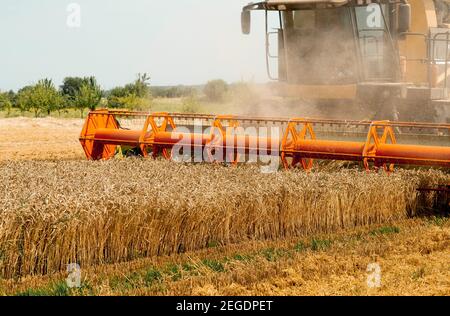 Rotary Stroh Walker Mähdrescher schneidet und Dreschen reifen Weizenkorn. Schneidwerk mit Dreschtrommel, Schneidwerk für Getreideohren Stockfoto