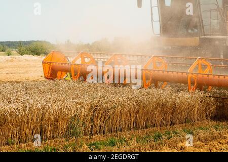 Rotary Stroh Walker Mähdrescher schneidet und Dreschen reifen Weizenkorn. Schneidwerk mit Dreschtrommel, Schneidwerk für Getreideohren Stockfoto