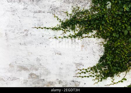 Lange Äste einer Pflanze auf einer weißen Stuckwand Mit Copyspace Stockfoto