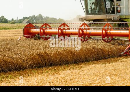 Rotary Stroh Walker Mähdrescher schneidet und Dreschen reifen Weizenkorn. Schneidwerk mit Dreschtrommel, Schneidwerk für Getreideohren Stockfoto