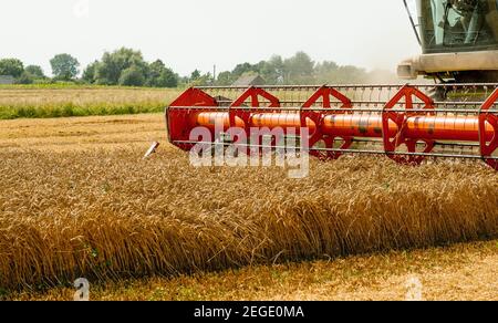 Rotary Stroh Walker Mähdrescher schneidet und Dreschen reifen Weizenkorn. Schneidwerk mit Dreschtrommel, Schneidwerk für Getreideohren Stockfoto