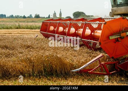 Rotary Stroh Walker Mähdrescher schneidet und Dreschen reifen Weizenkorn. Schneidwerk mit Dreschtrommel, Schneidwerk für Getreideohren Stockfoto