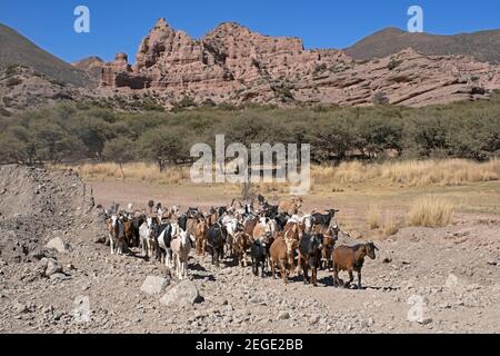 Ziegenherde auf dem Hochplateau des Altiplano im Departement Potosí, Bolivien Stockfoto