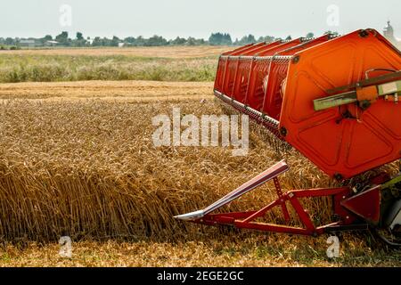 Rotary Stroh Walker Mähdrescher schneidet und Dreschen reifen Weizenkorn. Schneidwerk mit Dreschtrommel, Schneidwerk für Getreideohren Stockfoto