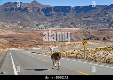 Lama glama läuft auf der Route 21 / Ruta 21 auf dem Hochplateau des Altiplano, zwischen Tupiza und Uyuni, Departement Potosí, Bolivien Stockfoto