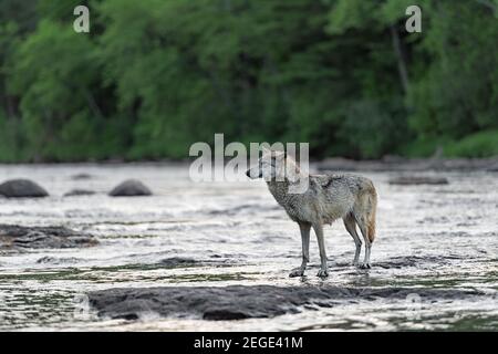 Grauer Wolf (Canis lupus) Steht in River Looking Left Summer - Captive Tier Stockfoto