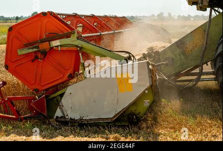 Rotary Stroh Walker Mähdrescher schneidet und Dreschen reifen Weizenkorn. Schneidwerk mit Dreschtrommel, Schneidwerk für Getreideohren Stockfoto