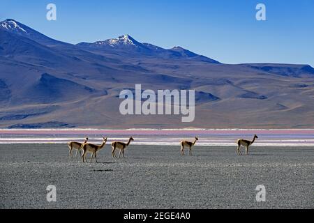 Vicuñas (Vicugna vicugna) am Ufer der Laguna Colorada / Rote Lagune, Salzsee im Andenfauna-Nationalpark Eduardo Avaroa, Bolivien Stockfoto