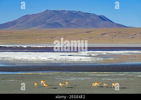 Vicuñas (Vicugna vicugna) am Ufer der Laguna Colorada / Rote Lagune, Salzsee im Andenfauna-Nationalpark Eduardo Avaroa, Bolivien Stockfoto