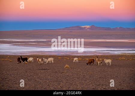 Lamas (Lama glama) am Ufer der Laguna Colorada / Rote Lagune bei Sonnenuntergang, Salzsee im Eduardo Avaroa Andenfauna National Reserve, Bolivien Stockfoto