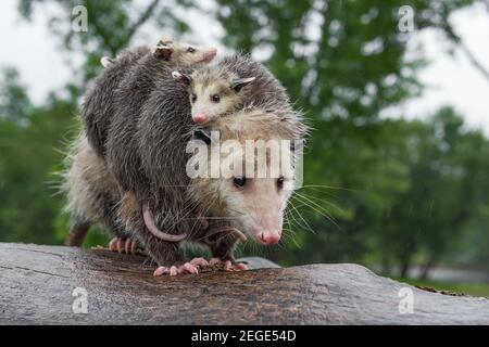 Virginia opossum (Didelphis virginiana) Steht auf Log gestapelt mit Joeys im Regen Sommer - Tiere in Gefangenschaft Stockfoto