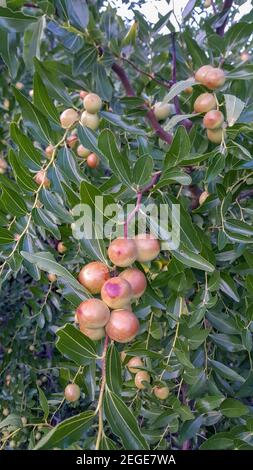 Grüne Jujube Frucht auf dem Jujube Baum im Garten, Ida Berg, Edremit, TÜRKEI Stockfoto