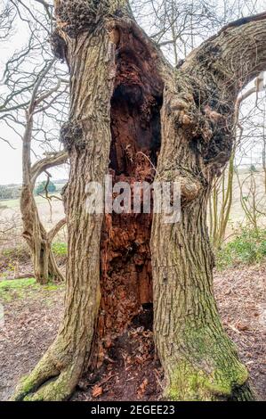 Winteransicht von Eiche, Quercus robur, mit hohlen faulen Stamm, der noch wächst. Stockfoto