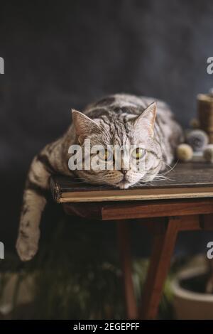 Porträt einer lustigen Katze (Scottish Straight Breed), auf dem Tisch liegend, dunkler Hintergrund. Tabby graue Katze. Stockfoto