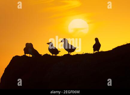 Gruppe von Atlantischen Papageitauchern (fratercula arctica) auf einer Klippe bei Sonnenuntergang in Fair Isle, Shetland, Großbritannien. Stockfoto