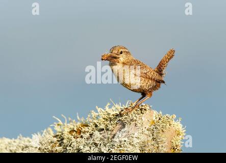 Nahaufnahme eines Shetland-Wrens, der auf einem moosigen Stein mit einer Motte im Schnabel thront. Sommer in Shetland Inseln. Stockfoto