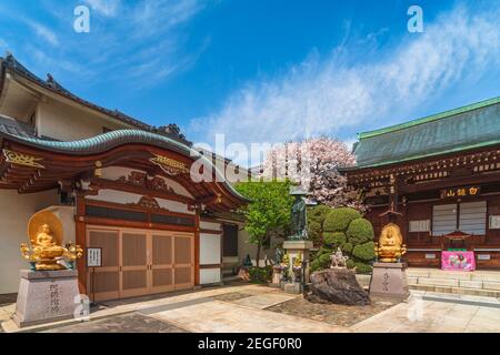 tokio, japan - april 05 2020: Kirschblüten im buddhistischen Togakuji-Tempel, geschmückt mit goldenen Statuen von buddha Dainichi und Amida vor einer T Stockfoto