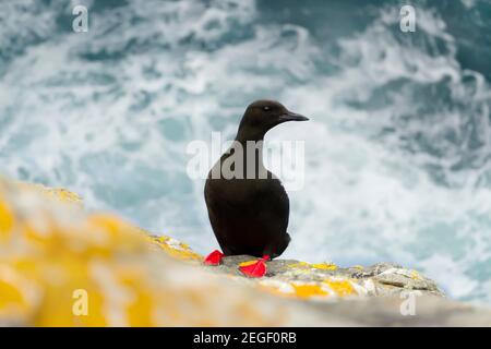 Nahaufnahme einer schwarzen Guillemot auf einem Felsen gegen stürmisches Meer, Shetland-Inseln, Großbritannien. Stockfoto