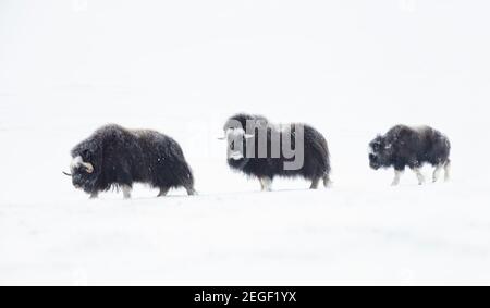 Moschusochsen (Ovibos moschatus) mit einem jungen Moschusochsen im Dovrefjell Snowy Mountains während der kalten Winter in Norwegen. Stockfoto