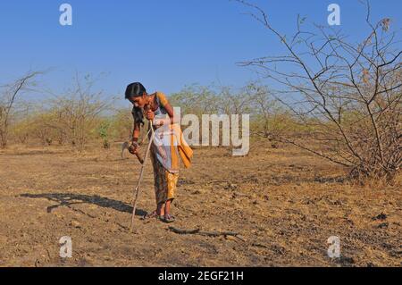 Harte Arbeit: Junge indische Mädchen schlagen Holz im Nationalpark Little Rann of Kutch, in der Salzsumpf-Landschaft im Bundesstaat Gujarat, Indien Stockfoto