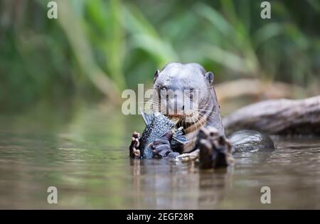 Nahaufnahme eines Riesenotters, der einen großen Fisch in einem Fluss isst, Pantanal, Brasilien Stockfoto