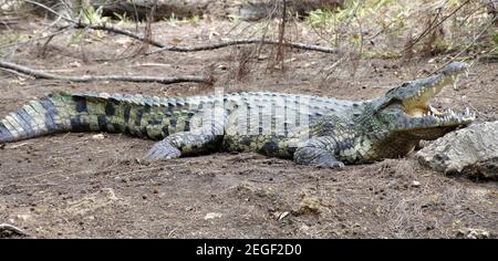 Krokodile im Haller Park. Krokodile im Haller Park Mombasa. Die ehemaligen Kalk-Steinbrüche in Mombasa wurden von einem Schweizer renaturiert und in Stockfoto