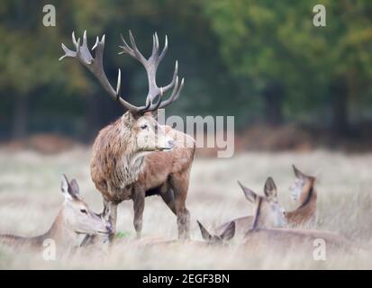 Nahaufnahme eines Rothirschhirsches, der während der Brunftzeit im Herbst in Großbritannien unter einer Gruppe von Hinden steht. Stockfoto