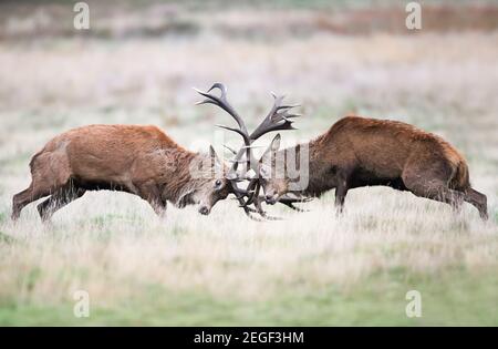 Nahaufnahme der Rotwild-Kämpfe während der Brunftzeit in Großbritannien. Stockfoto