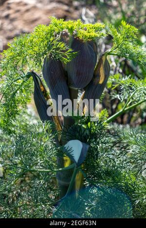 Ferula communis, der riesige Fenchel, wild blühende Pflanze in der Karottenfamilie Apiaceae Hintergrund, Textur. Nahaufnahme, vertikale, hohe krautige Perenni Stockfoto