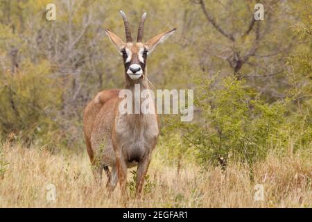 Roan, Hippotragus equinus, Mopani District, Kruger National Park, Südafrika Stockfoto