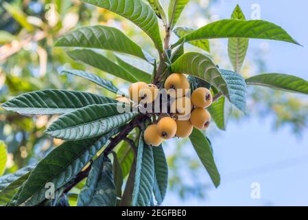 Loquat (Eriobotrya japonica), Früchte auf einem Zweig mit Blättern. Ende Mai, Kutaisi, Georgien. Stockfoto