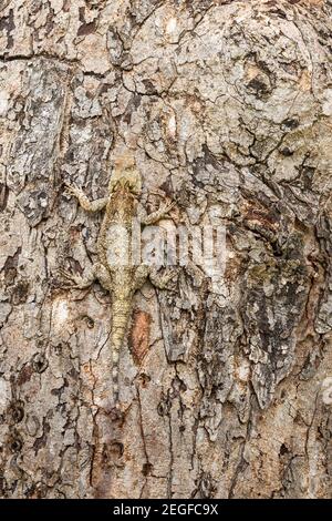 Southern Tree Agama, Acanthocercus atricollis, weiblich, getarnt gegen Rinde von Marula, Sclerocarya birrea, Bela-Bela, Limpopo Provinz, Süd-Afrika Stockfoto