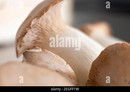 Detail von zusammengebauten Pilzen, King Oyster Pilz, Champignon, Kräuterseitling, Hintergrund Stockfoto