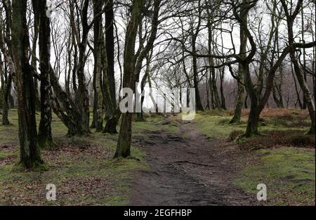 Waldweg über alten Stanton Moor in Derbyshire, die ist Ein geplantes antikes Denkmal Stockfoto