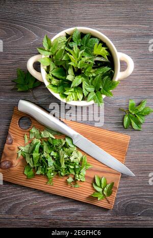 Frische junge Grasblätter für die Nahrung im Frühjahr verwenden. Aegopodium podagraria gemeinhin als Boden Holunder, Kraut gerard, Bischof Unkraut, Gicht Würze. Stockfoto