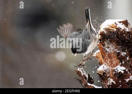 Dunkeläugiger junco während des Winterschneesturms Stockfoto