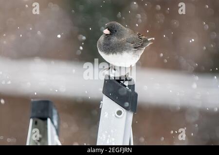 Dunkeläugiger junco während des Winterschneesturms Stockfoto