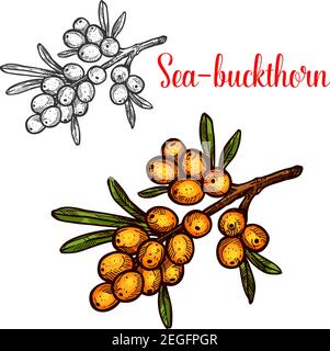 Sanddornbeere Skizzensymbol. Vektor botanisches Design von isolierten hippophae Sanddornbeeren oder Früchte auf Zweig für Bauernmarkt oder Saft und ja Stock Vektor