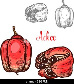 Akkee tropische Frucht Skizze mit reifen roten Früchten der jamaikanischen und afrikanischen immergrünen Pflanze. Ganze und geteilte Akkee mit schwarzem Samen und weißem Aril Symbol für Stock Vektor