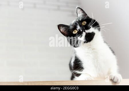 Nahaufnahme Porträt einer wunderschönen schwarz-weißen Katze, Ansicht von unten. Speicherplatz kopieren. Stockfoto