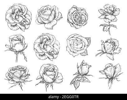 Rosen Blumen Skizze Symbole. Vektor isoliert Satz von botanischen Skizze Rosenblüten und blühende Blütenblätter Bündel für Save the Date Hochzeit Einladung oder gr Stock Vektor