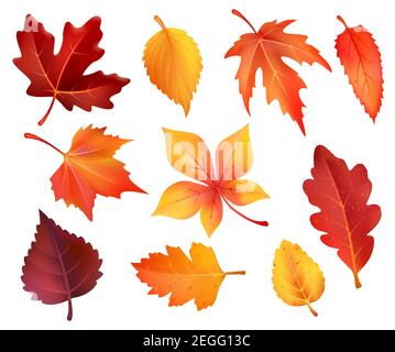 Herbstblätter isolierte Ikonen aus Ahorn, Kastanie oder Pappel und Eiche. Vektor-Set von Wald fallenden Blätter von Birke, Eberesche oder Buche und Ulme Herbst fo Stock Vektor