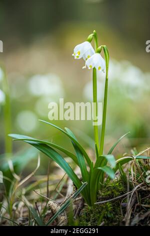 Leucojum vernum, genannt Frühling Schneeflocke, im Frühlingswald. Schöner Teppich aus blühenden Frühling Schneeflocke. Federkonzept. Stockfoto