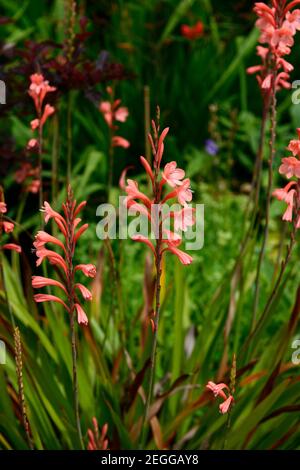 Watsonia pillansii, Bugle Lily, Orangenblüten, Blume, Blüte, RM floral Stockfoto