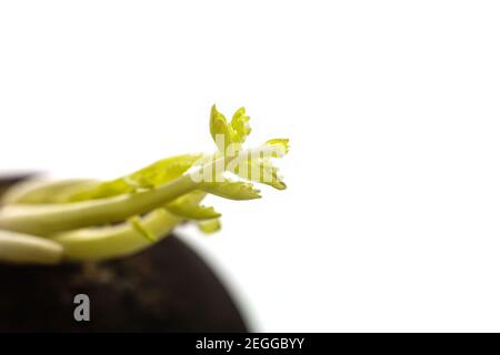 Close up Macro Green frisch wachsenden Sprossen Sämling auf schwarzem Rettich Wurzel Gemüse, vegetarische Lebensmittelzutat Stockfoto