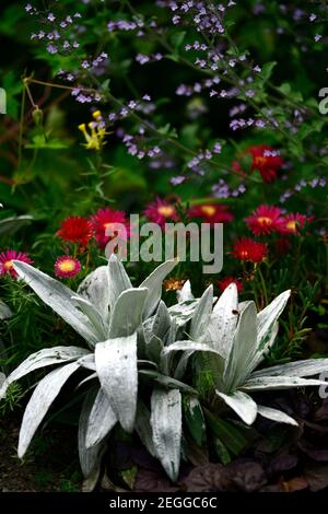 Celmisia semicordata david shackleton, Delosperma dyeri, rote Blume, Blume, Blüte, Bodenabdeckung, Sukkulenten, Sukkulenten, Silber, Blätter, Blatt, Laub, pla Stockfoto