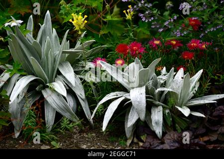 Celmisia semicordata david shackleton, Delosperma dyeri, rote Blume, Blume, Blüte, Bodenabdeckung, Sukkulenten, Sukkulenten, Silber, Blätter, Blatt, Laub, pla Stockfoto