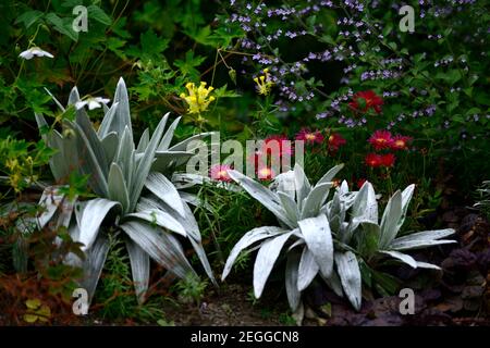 Celmisia semicordata david shackleton, Delosperma dyeri, rote Blume, Blume, Blüte, Bodenabdeckung, Sukkulenten, Sukkulenten, Silber, Blätter, Blatt, Laub, pla Stockfoto